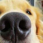 Snistle While You Work