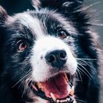Can You Bark a Few Bars?