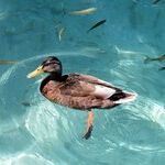 Playing Fowl