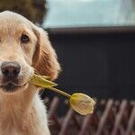 A Grand Doggie Affair