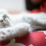 The Dreaming of the Shrew