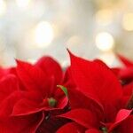 The Joy of Christmas, Surpassed Only by the Joy of Christmas Past