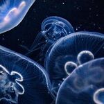 A Trip to the Aquarium -- Borderline Educational, Seriously Expensive