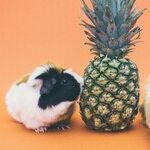 The Wild, Weird History of Pets in My House
