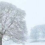 I Hate the Dog Days of Winter, Doggone It