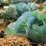 Christmas in the Cabbage Patch