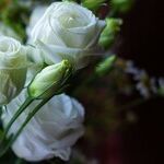 Eulogy for a Mentor