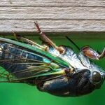 Sunset Is Coming on the Summer of Cicadas