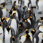 Penguin Prime Minister Responds to Trump Tariffs