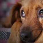 Coping With the Loss of a Pet