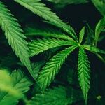 Just Say No to More Marijuana