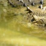 Don't Count On Trump Draining the Swamp This Time Either