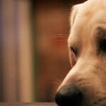 Yellow Dogs and Red Lines