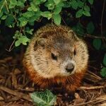 Looking for a Lesson in Inspirational Leadership? Watch 'Groundhog Day'