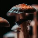 The Psychedelic Turn in Longevity Science (and Other Reviews of Recent Research)