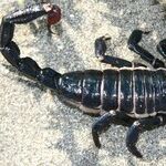 Scorpions, Spirits and Saints