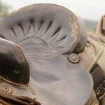 Venus Saddles Centaur