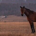 Wish of the Fire Horse