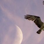 Twin Moon
