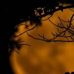 In the Week of the Sturgeon Moon