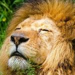 Leo New Moon