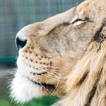 Last Days of the Leo Sun