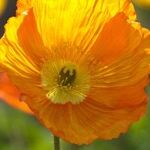 Spring Equinox