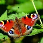 Mercury, Social Butterfly