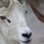 In the Time of Capricorn