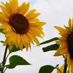 Planetary Power Trio Rules the Week