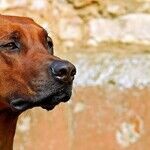 Happy Year of the Dog