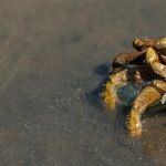 Total Eclipse of the Crab