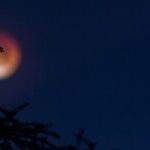 Blue Boo Moon