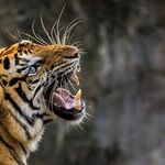Year of the Tiger