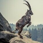 Capricorn Energy Compounds