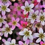 Bright Beltane Wishes