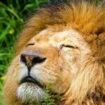 The Lion Days of Venus