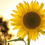Advice from the Virgo Sun