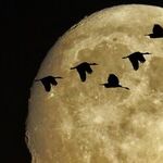 Week of the Hunter's Moon