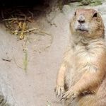 Venus and the Groundhog