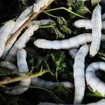 Worm Moon Week