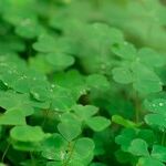Strive and Resolution in the Week of Saint Patrick