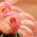 Mercury Direct on the Day of Mothers
