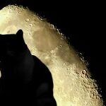 Venus the Cat