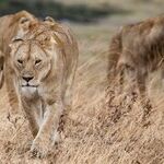 Cosmic Lion Pride