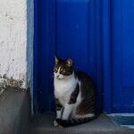 Revolving Door of Cats