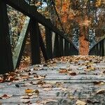 Crossing the Bridge of Seasons