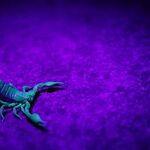 Scorpio Season