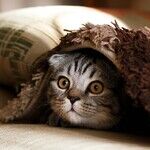 Kitty Cat Retrograde