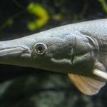 Week of the Sturgeon Moon